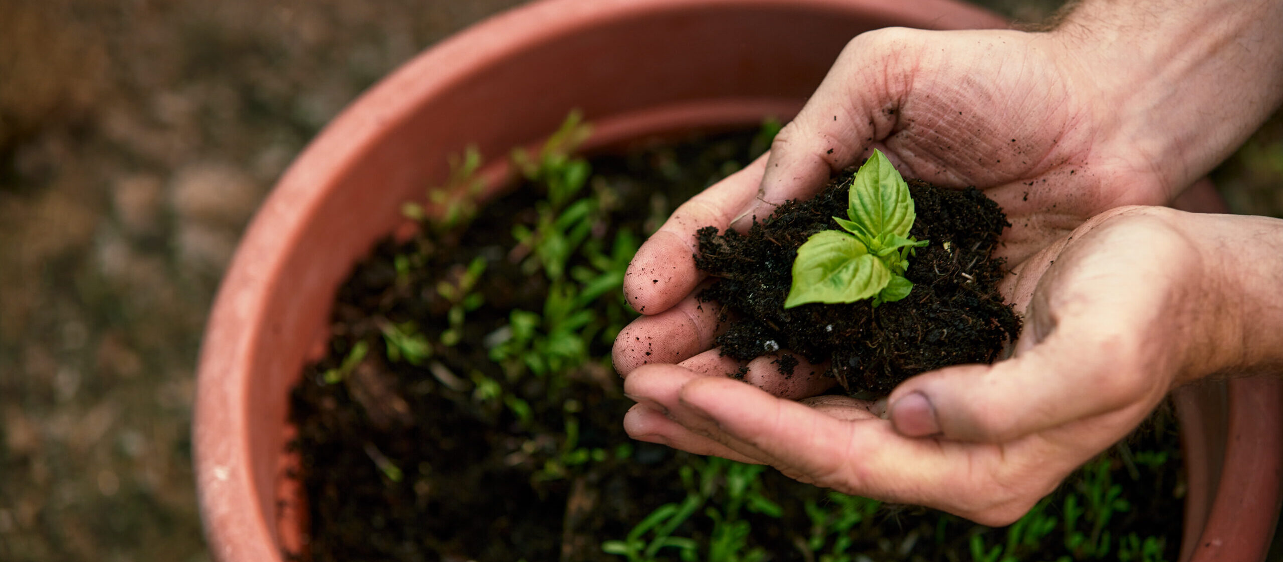 A male farmer holds a tree seedling in his hand to plant in the vegetable plot. Seedling plant sprout in soil. Concept agriculture farming.